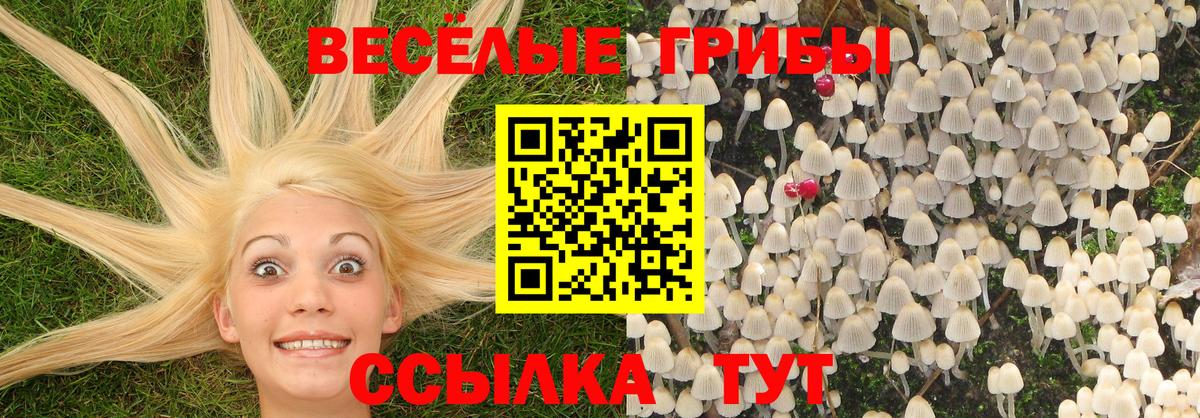 Тимашёвск  Псилоцибиновые грибы прущие грибы  Вход с VPN 